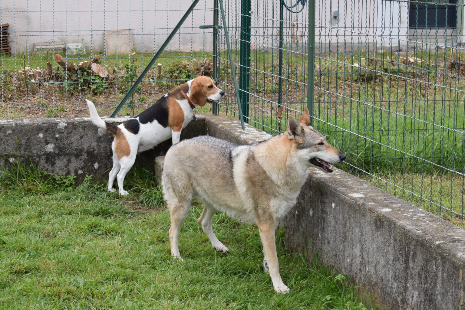 DSC_0041