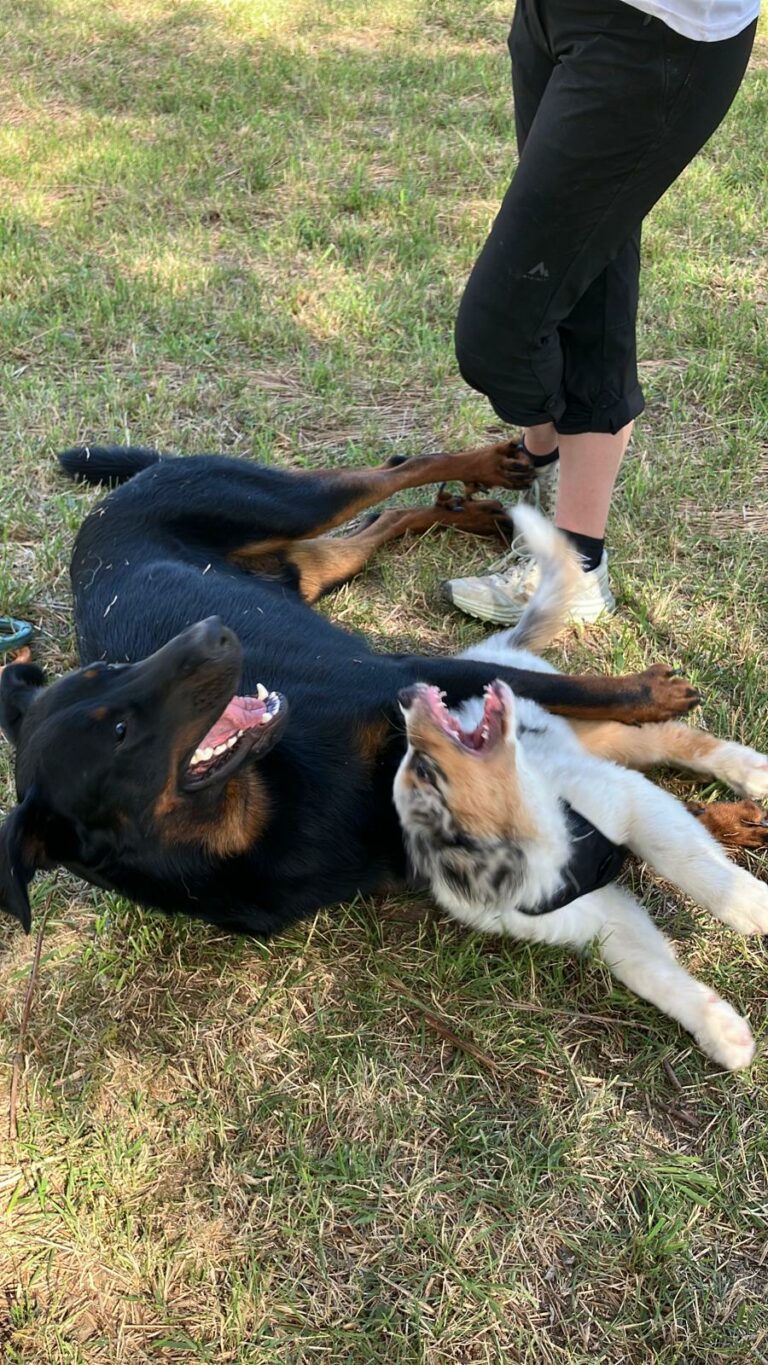 Intéraction canine