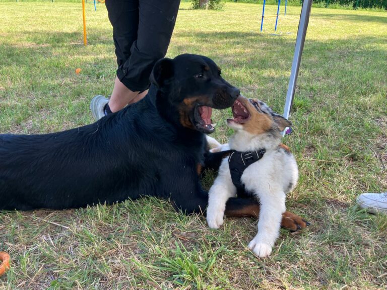 Interaction canine