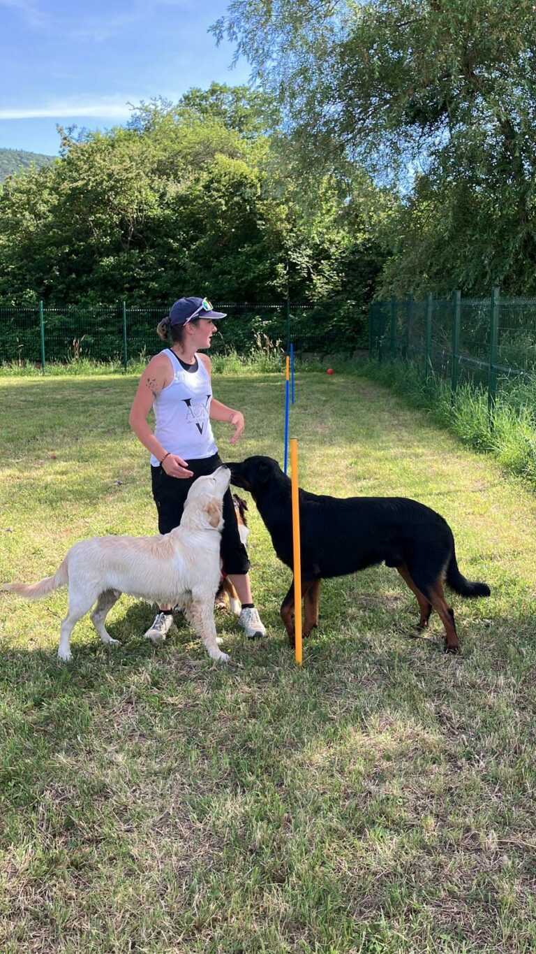 Journée du chiot
