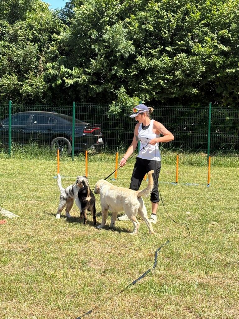 Journée du chiot socialisation